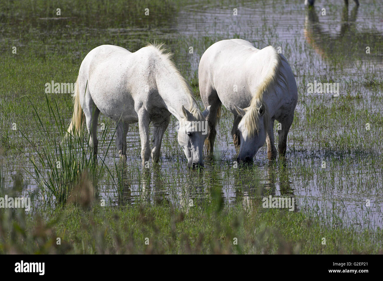 Weisse Pferde der Camargue Reserve Naturel-France Stockfoto