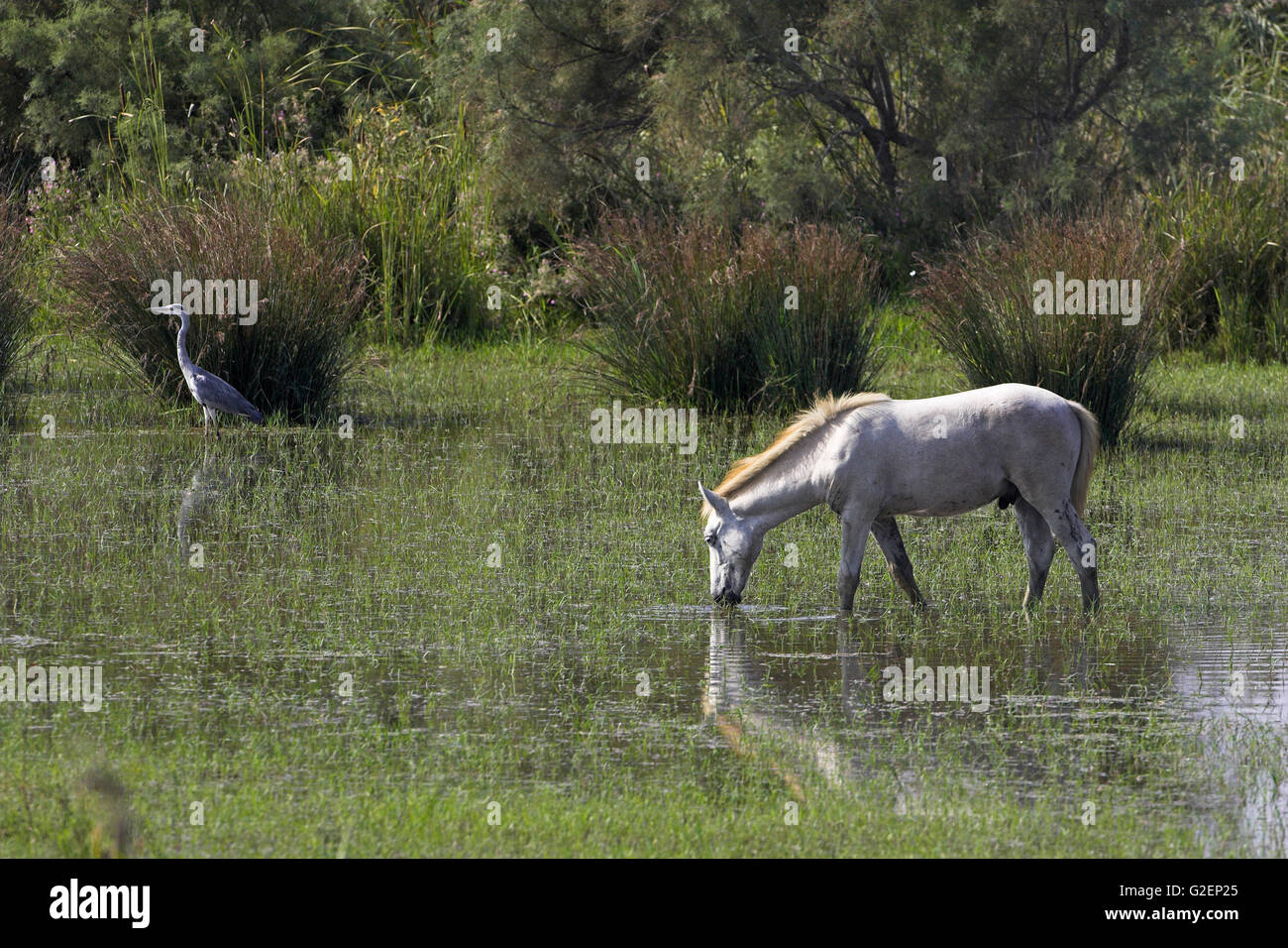 Weißes Pferd und grau Reiher Ardea Cinerea auf französischen Camargue Reserve Naturel Stockfoto