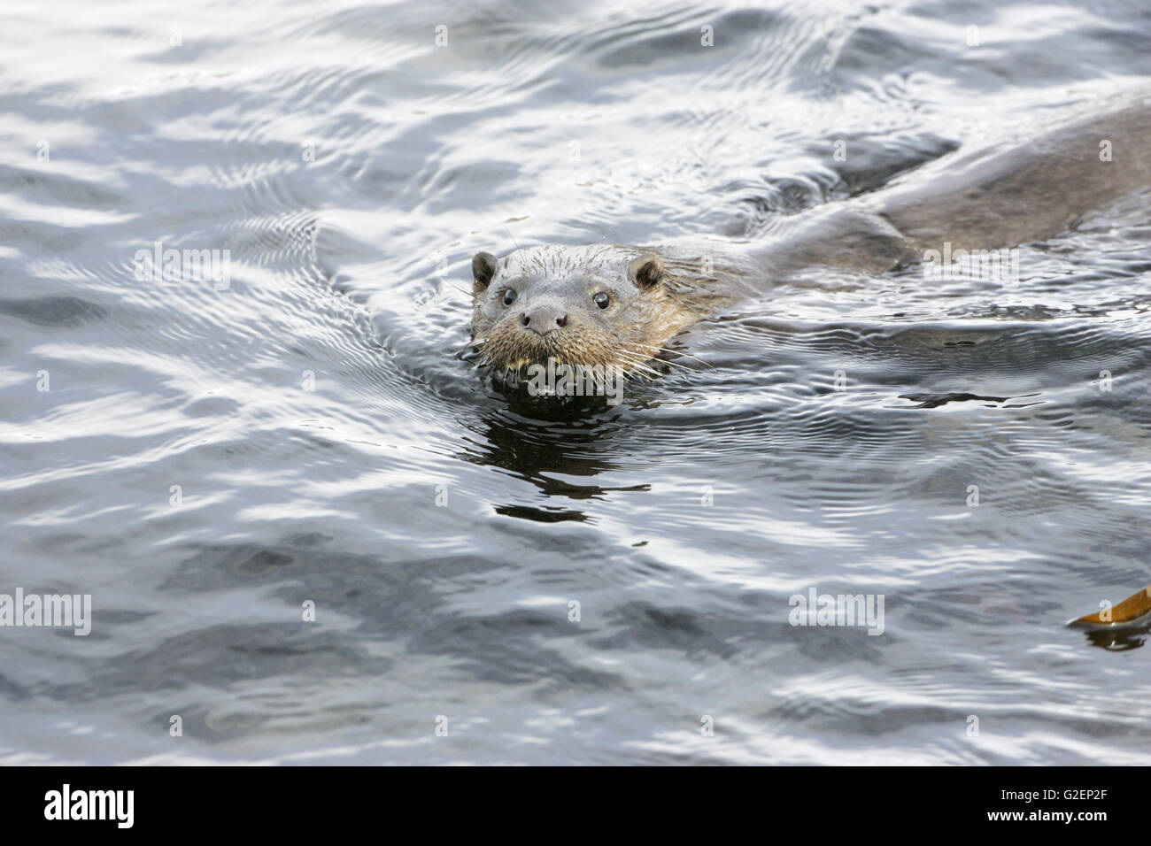 Fischotter Lutra Lutra Männchen schwimmen in einem See in Schottland Stockfoto