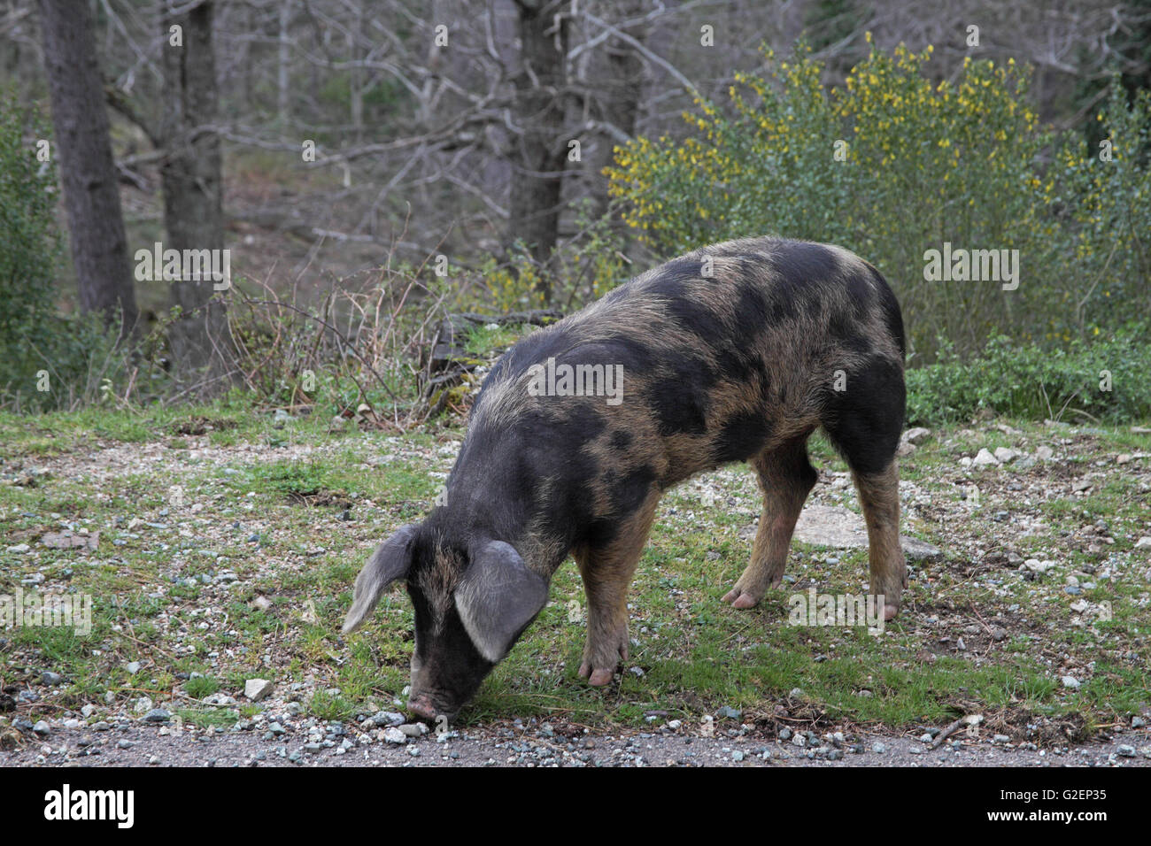 Wildschweinen am Straßenrand Korsika Frankreich Stockfoto