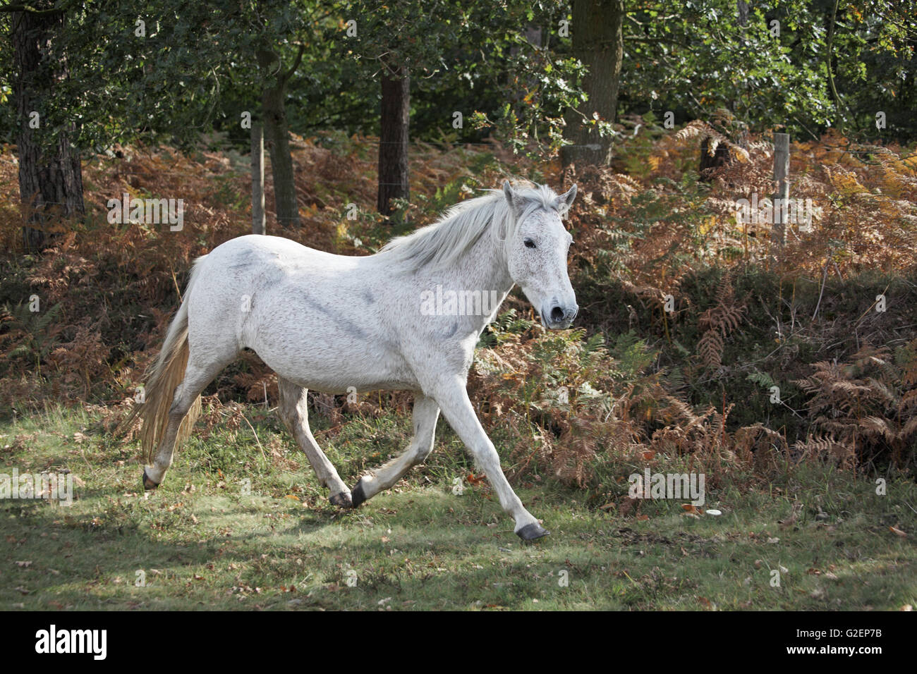 New Forest Pony während einer Drift neben Amberwood Einzäunung New Forest Nationalpark Hampshire England Stockfoto