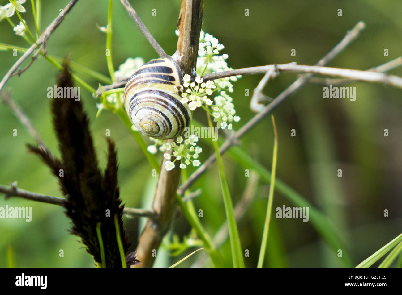 Weißlippen Schnecke Bänderschnecken hortensis Stockfoto