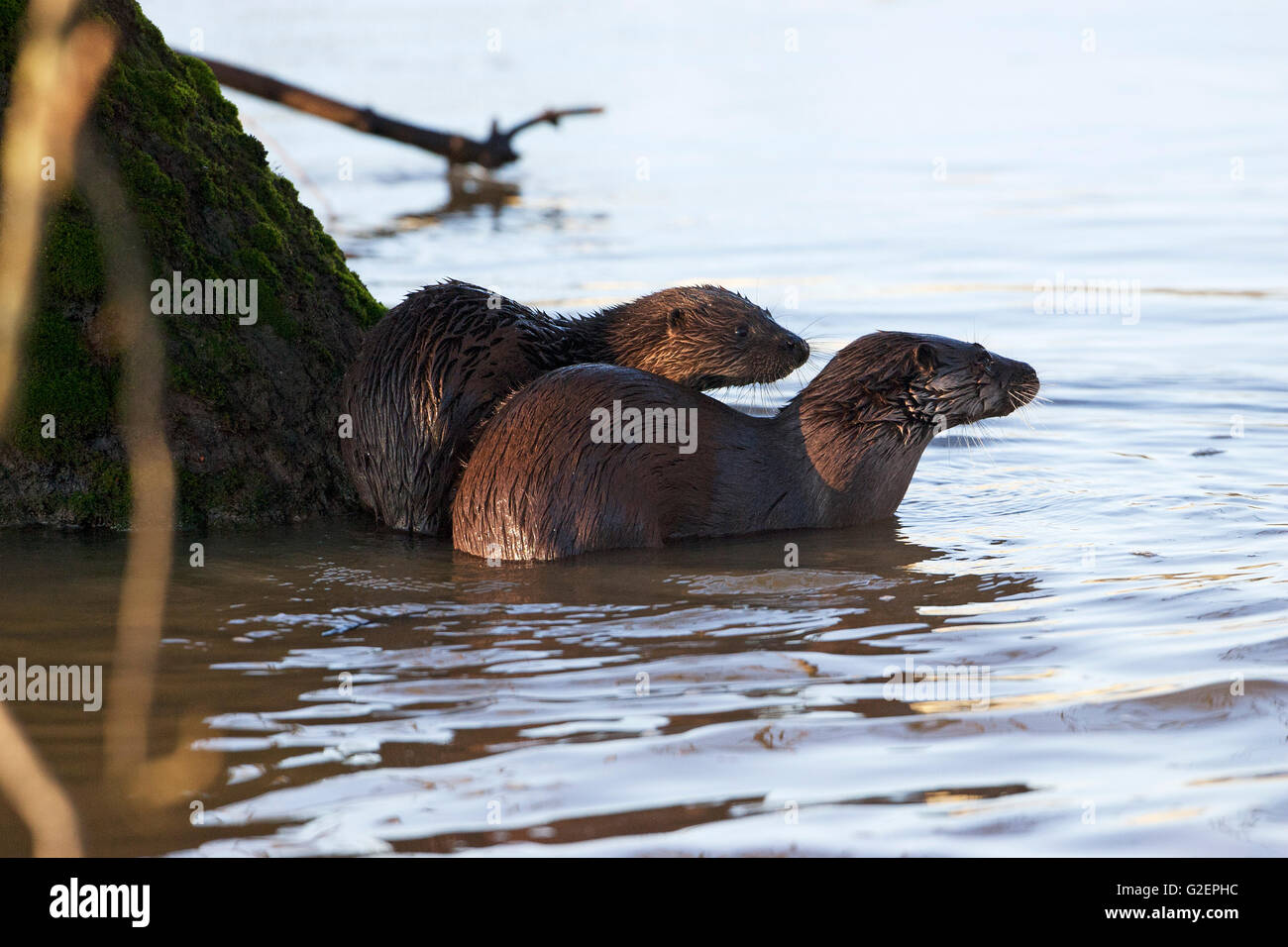 Europäischen Fischotter Lutra Lutra weiblich und Cub neben Baumstamm im Fluss Stour Blandford Dorset England UK Stockfoto