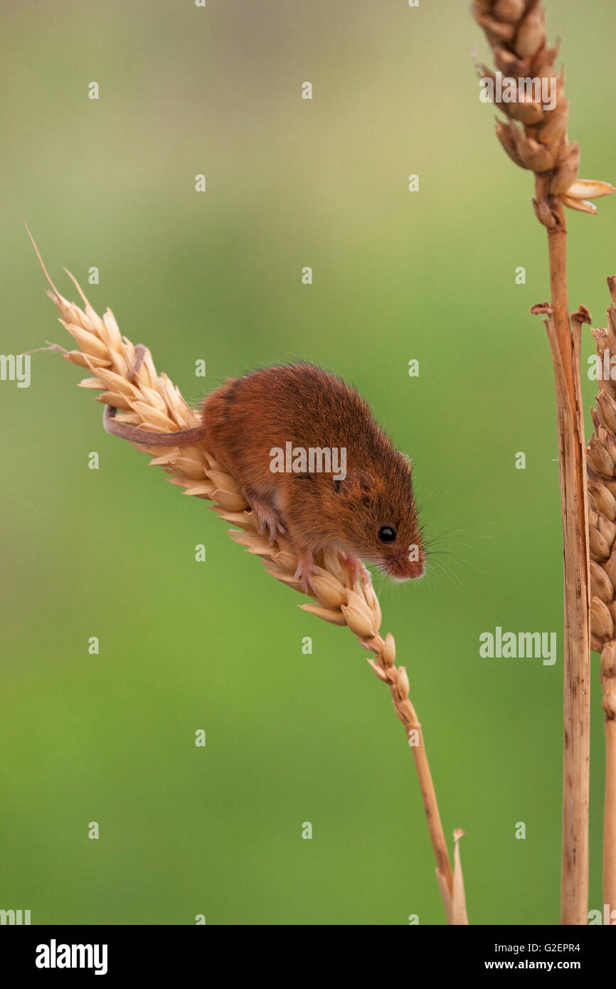 Lese Maus Micromys Minutus auf Weizen, Verwendung von prehensile tail [Gefangenen] West Country Wildlife Fotografie Zentrum Devon Stockfoto