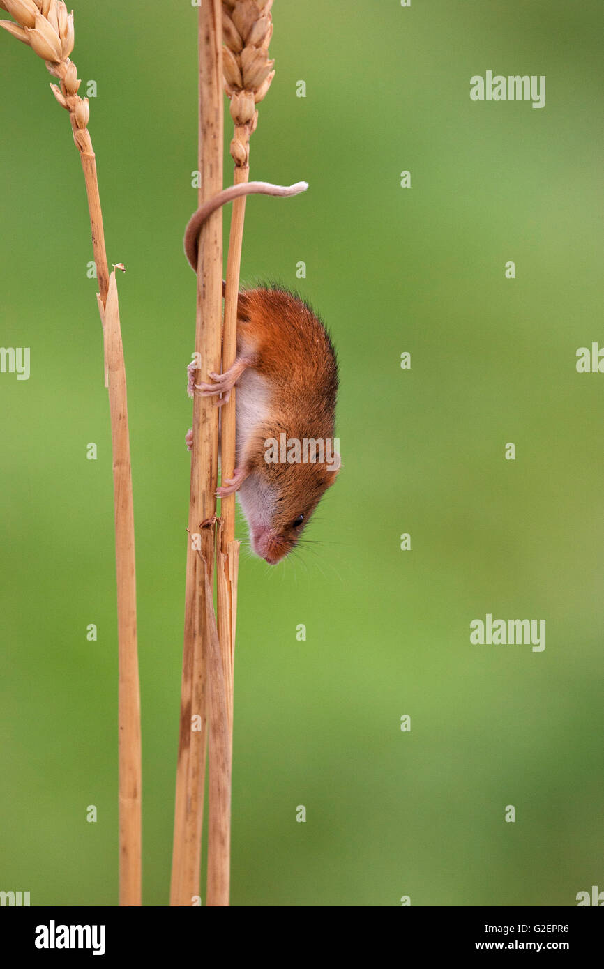 Lese Maus Micromys Minutus auf Weizen, Verwendung von prehensile tail [Gefangenen] West Country Wildlife Fotografie Zentrum Devon Stockfoto