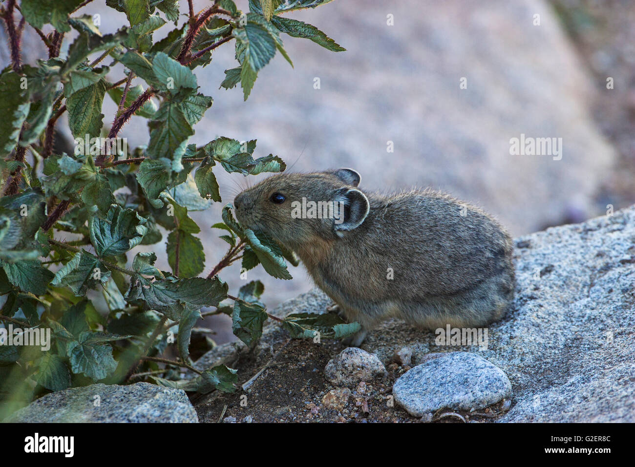 Amerikanische Pika Ochotona Princeps sammeln Lebensmittel für den Winter liefern zwischen Felsen Regenbogen Kurve Rocky Mountains National Park Colo Stockfoto