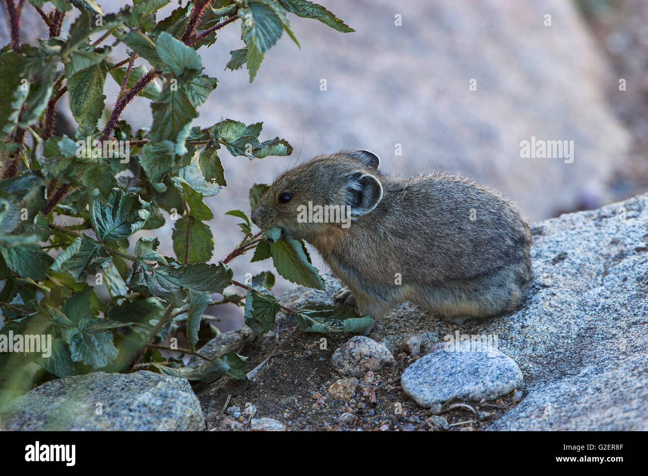 Amerikanische Pika Ochotona Princeps sammeln Lebensmittel für den Winter liefern zwischen Felsen Regenbogen Kurve Rocky Mountains National Park Colo Stockfoto