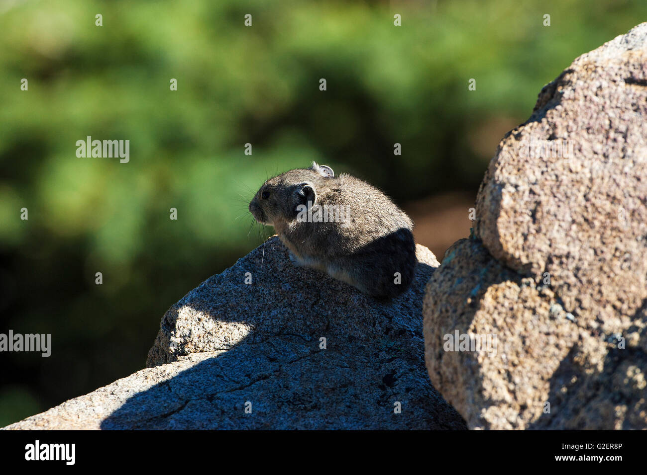 Amerikanische Pika Ochotona Princeps zwischen Felsen Regenbogen Kurve Rocky Mountains National Park Colorado USA Stockfoto