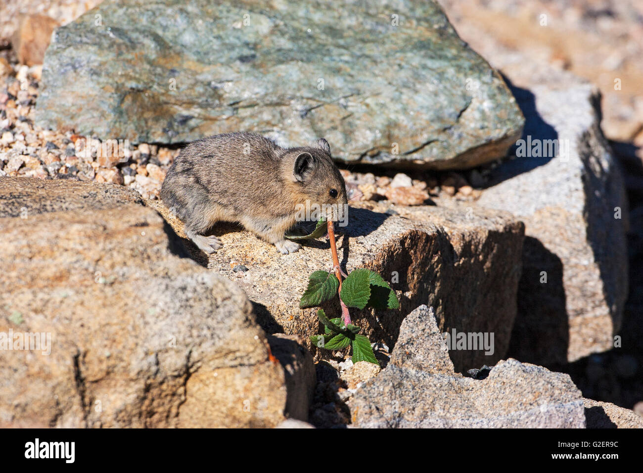Amerikanische Pika Ochotona Princeps sammeln Lebensmittel für den Winter liefern zwischen Felsen Regenbogen Kurve Rocky Mountains National Park Colo Stockfoto