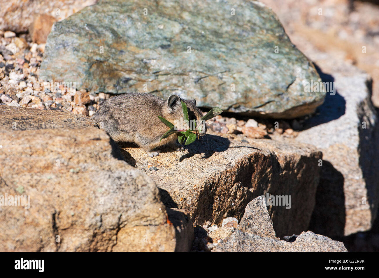 Amerikanische Pika Ochotona Princeps sammeln Lebensmittel für den Winter liefern zwischen Felsen Regenbogen Kurve Rocky Mountains National Park Colo Stockfoto