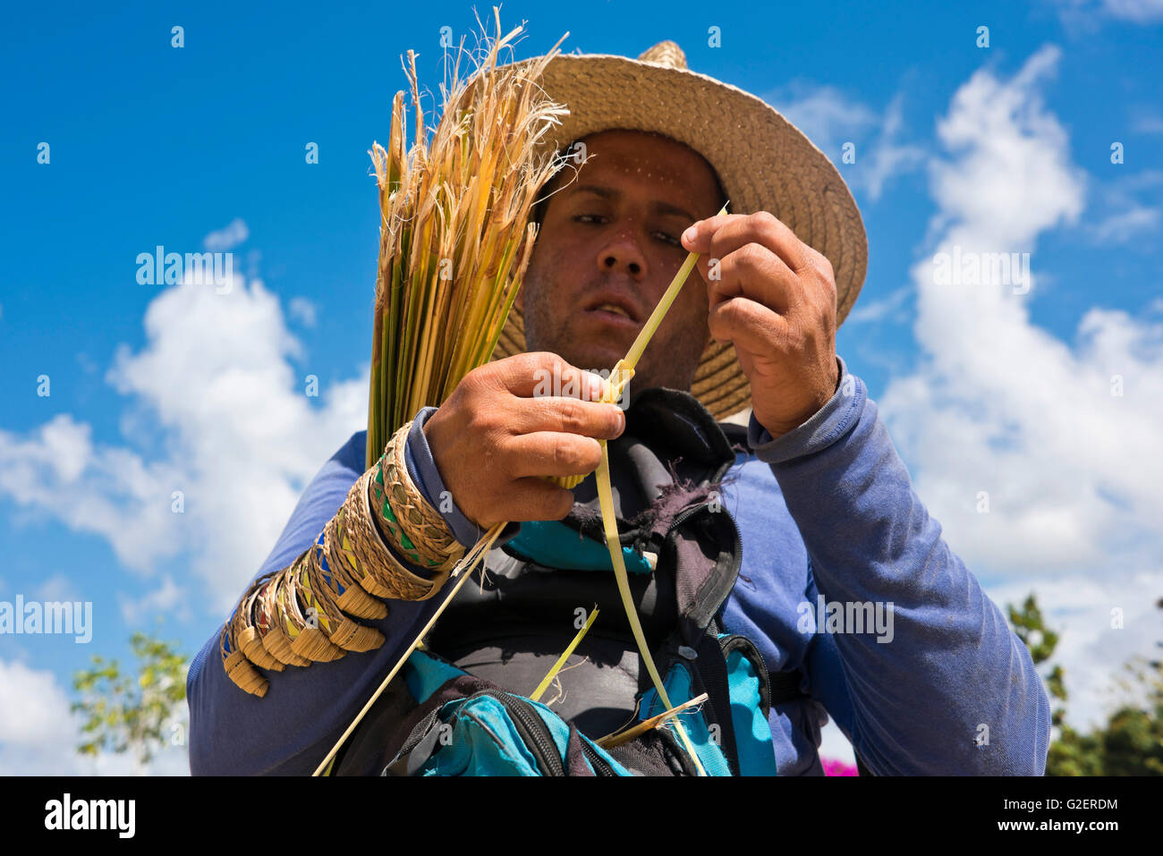 Horizontale Porträt eines Mannes, so dass eine Heuschrecke von einem Zuckerrohr-Blatt in Kuba. Stockfoto