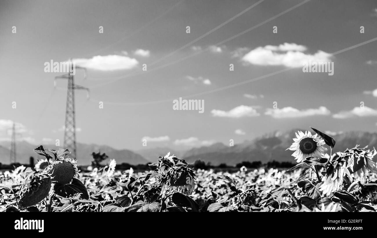 Sonnenblumen Feld in der Landschaft der Region Friaul-Julisch-Venetien, Italien Stockfoto