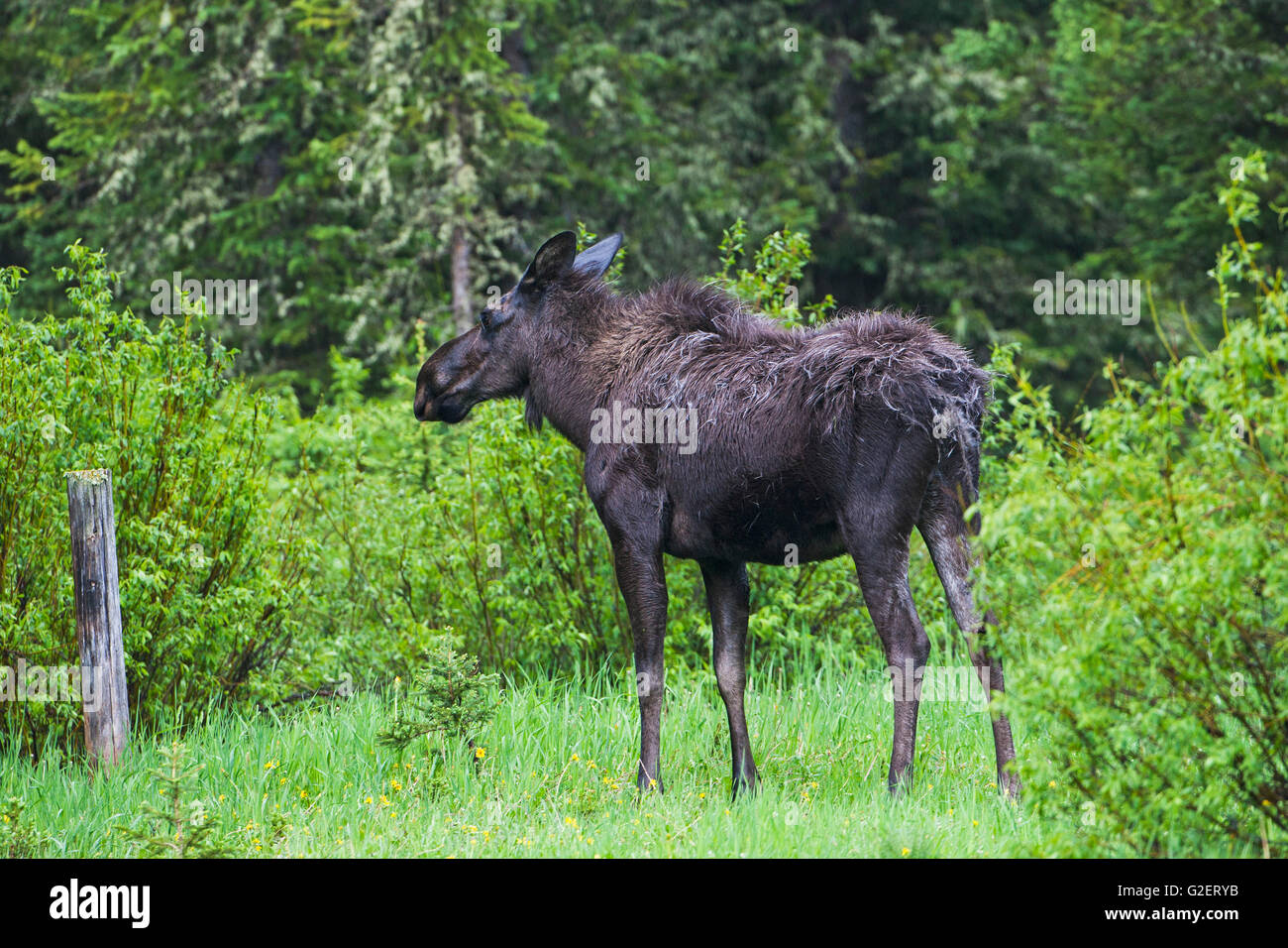 Elch-Alces Alces weiblich im Wald in der Nähe von Silver Gate Montana USA Juni 2015 Stockfoto