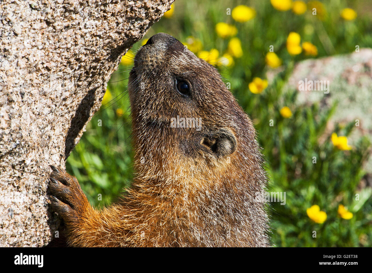 Bauche Murmeltier Marmota Flaviventris Beduftung Rock im Hochland Wiese Wald Canyon übersehen Rocky Mountain National Park Co Stockfoto
