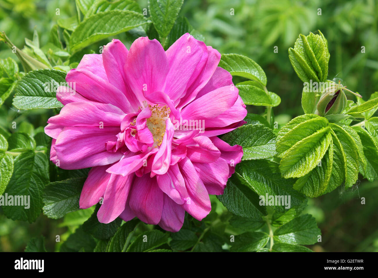 Japanische Rose Rosa Rugosa eine Invasive Pflanze auf The Sefton Küste, Merseyside, UK Stockfoto