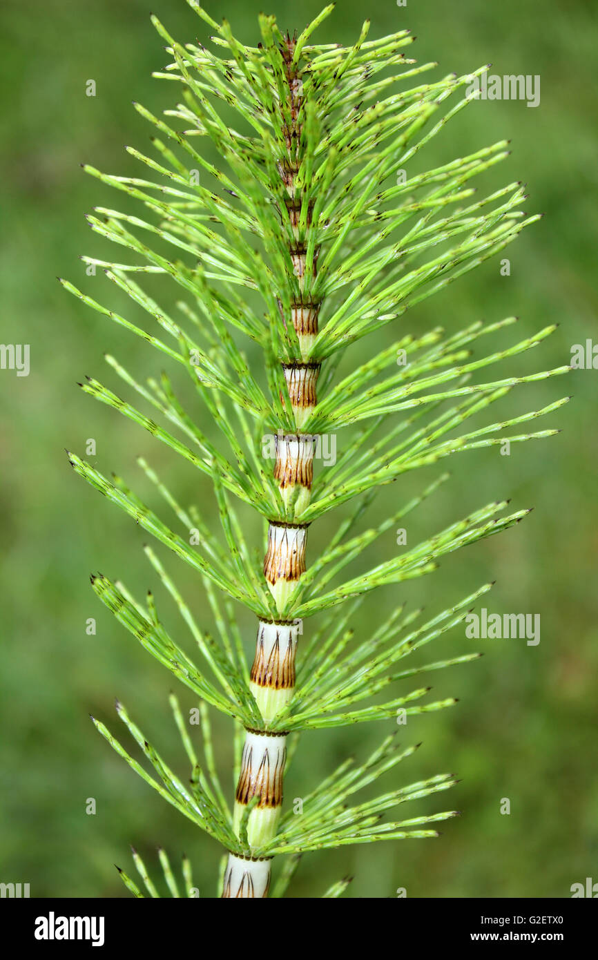 Holz Schachtelhalm Equisetum sylvaticum Stockfoto