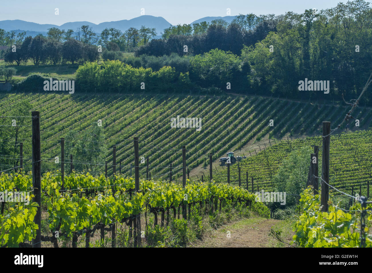 Weinberg in der Nähe des Dorfes Camigliano, Teil der Stadt ("Comune") von Capannori ("Frazione"). Provinz Lucca, Toskana. Stockfoto