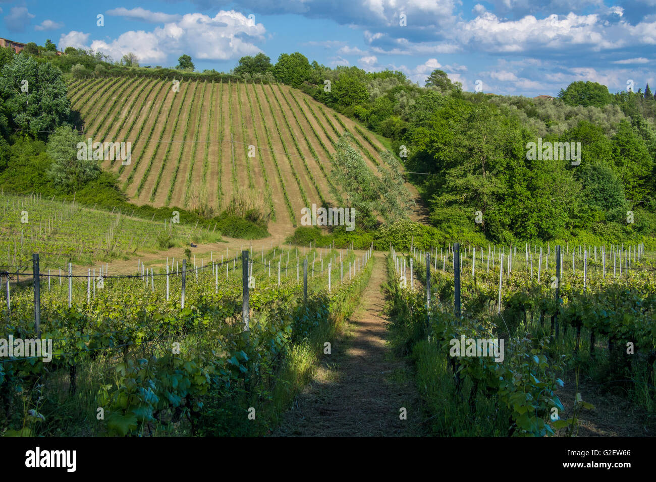 Weinberg in der Nähe des Dorfes Camigliano, Teil der Stadt ("Comune") von Capannori ("Frazione"). Provinz Lucca, Toskana. Stockfoto