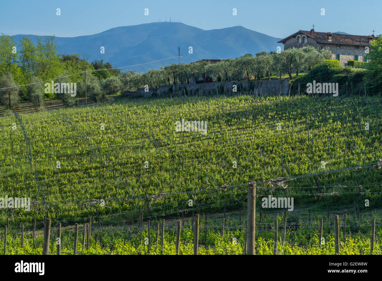 Weinberg in der Nähe des Dorfes Camigliano, Teil der Stadt ("Comune") von Capannori ("Frazione"). Provinz Lucca, Toskana. Stockfoto