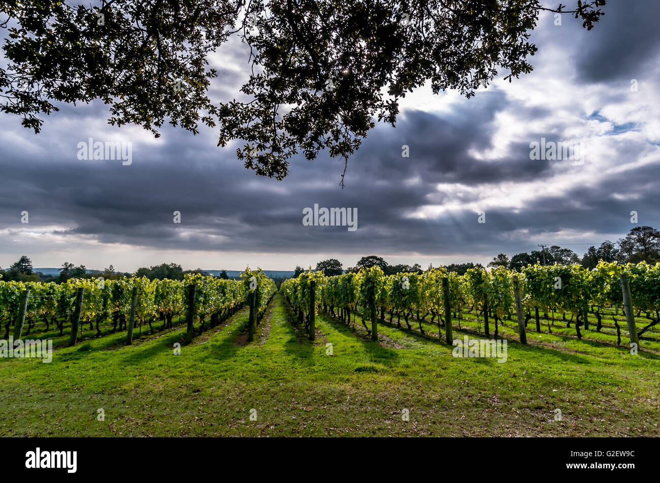 Englands größte Weingut, Nyetimber, am West Chiltington in West Sussex. Stockfoto