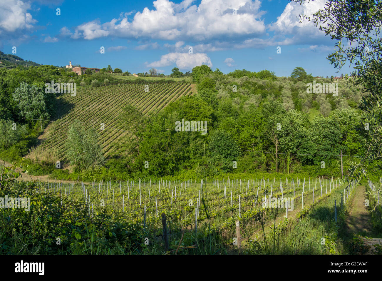 Weinberg in der Nähe des Dorfes Camigliano, Teil der Stadt ("Comune") von Capannori ("Frazione"). Provinz Lucca, Toskana. Stockfoto