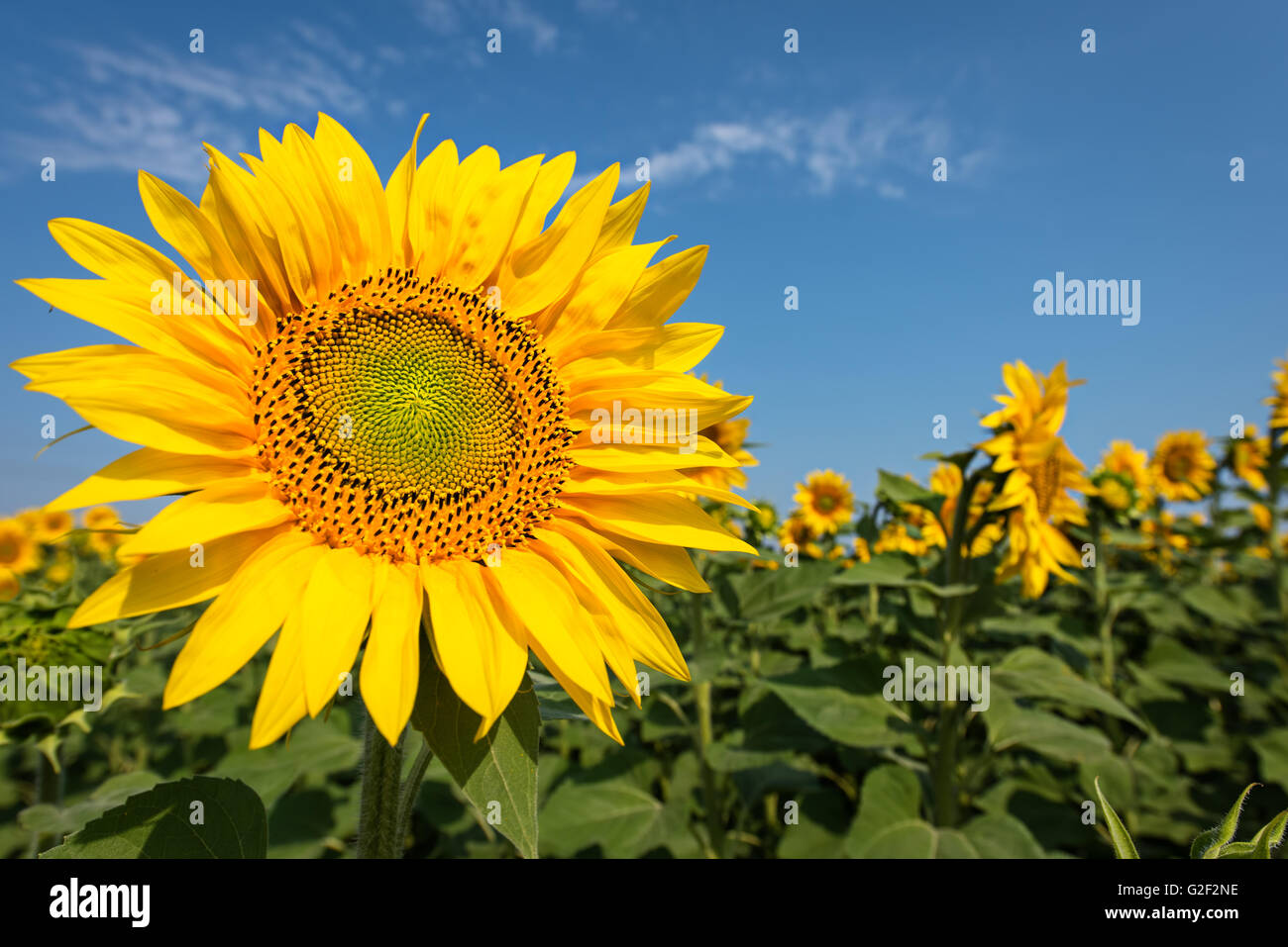 Sonnenblume mit blauem Himmel. Stockfoto