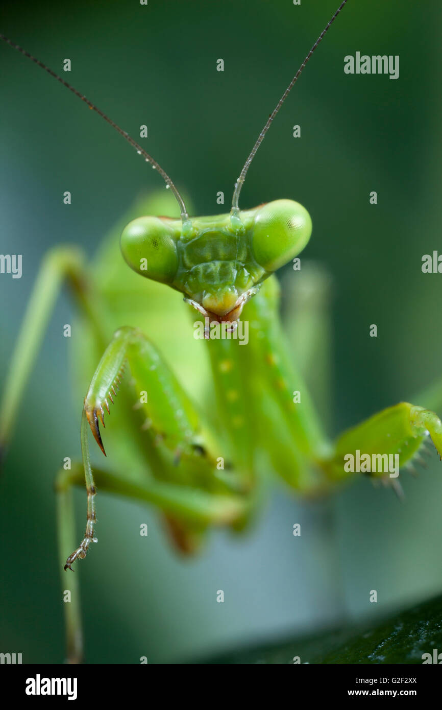 Junge Mantis. Stockfoto
