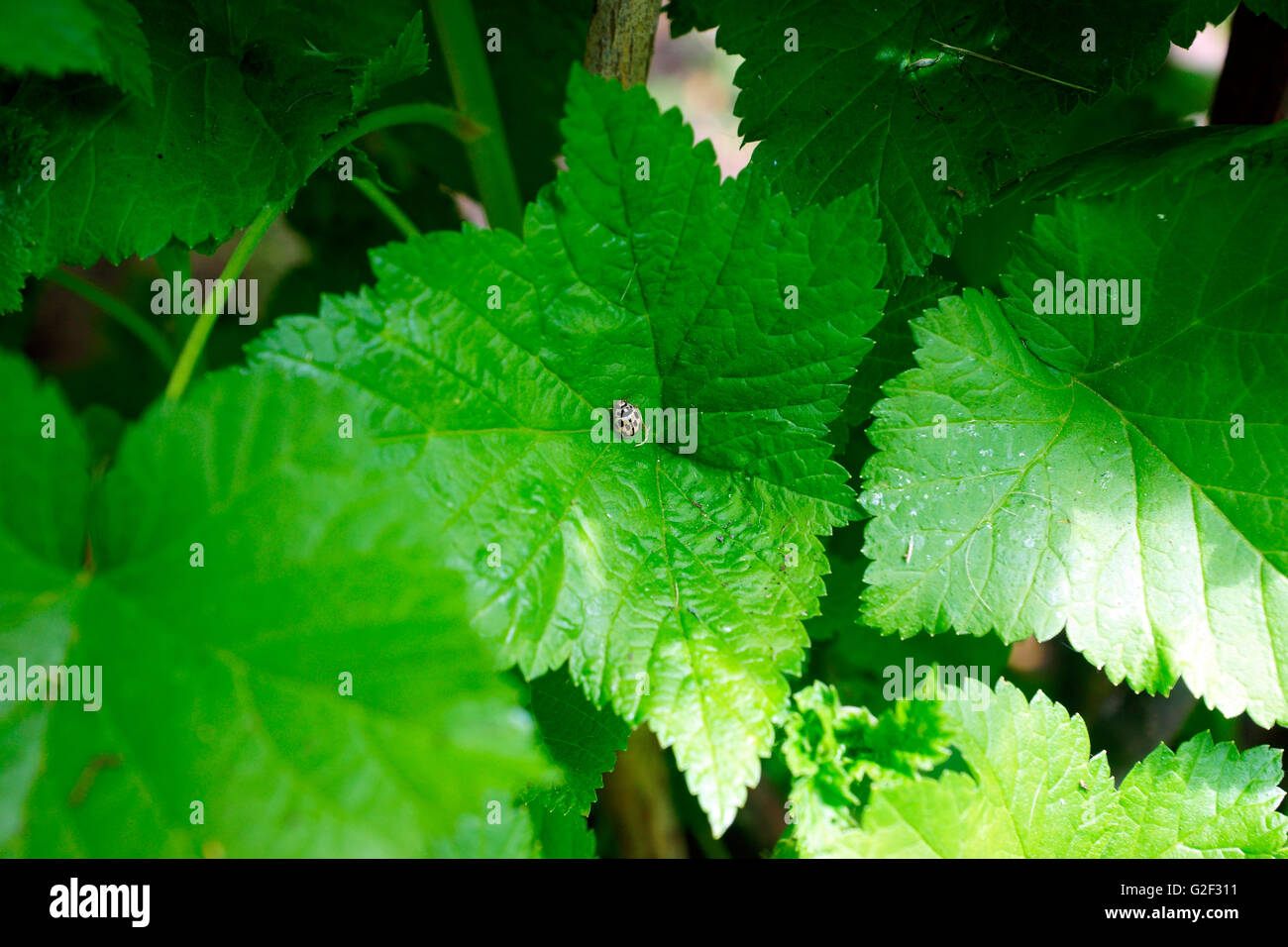 MARIENKÄFER GELB / SCHWARZ SPORT AUF SCHWARZEN JOHANNISBEEREN BLATT. Stockfoto