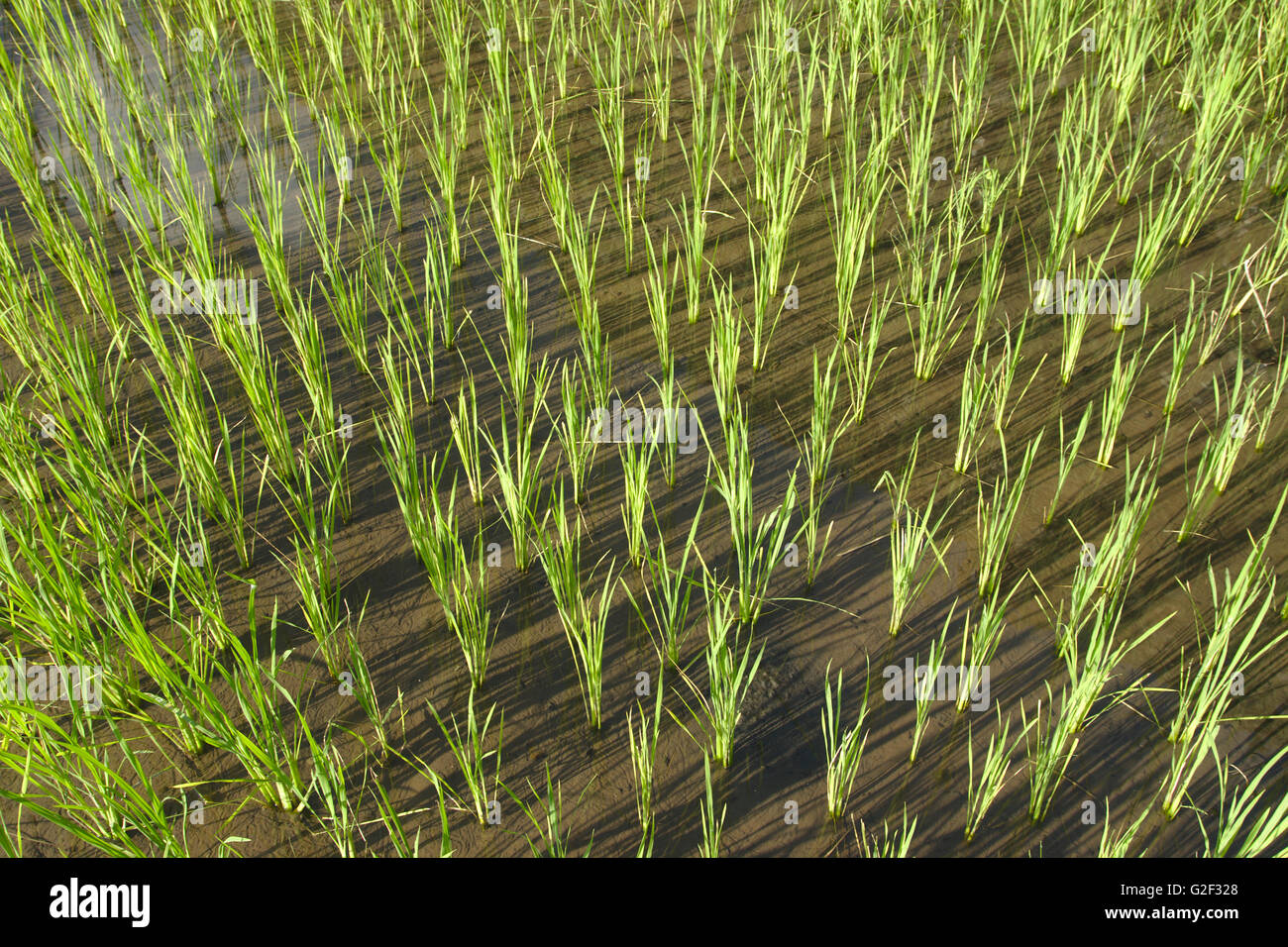 Reis im morgendlichen Licht, Ifugao Reisterrassen in Batad, nördlichen Luzon, Philippinen Stockfoto