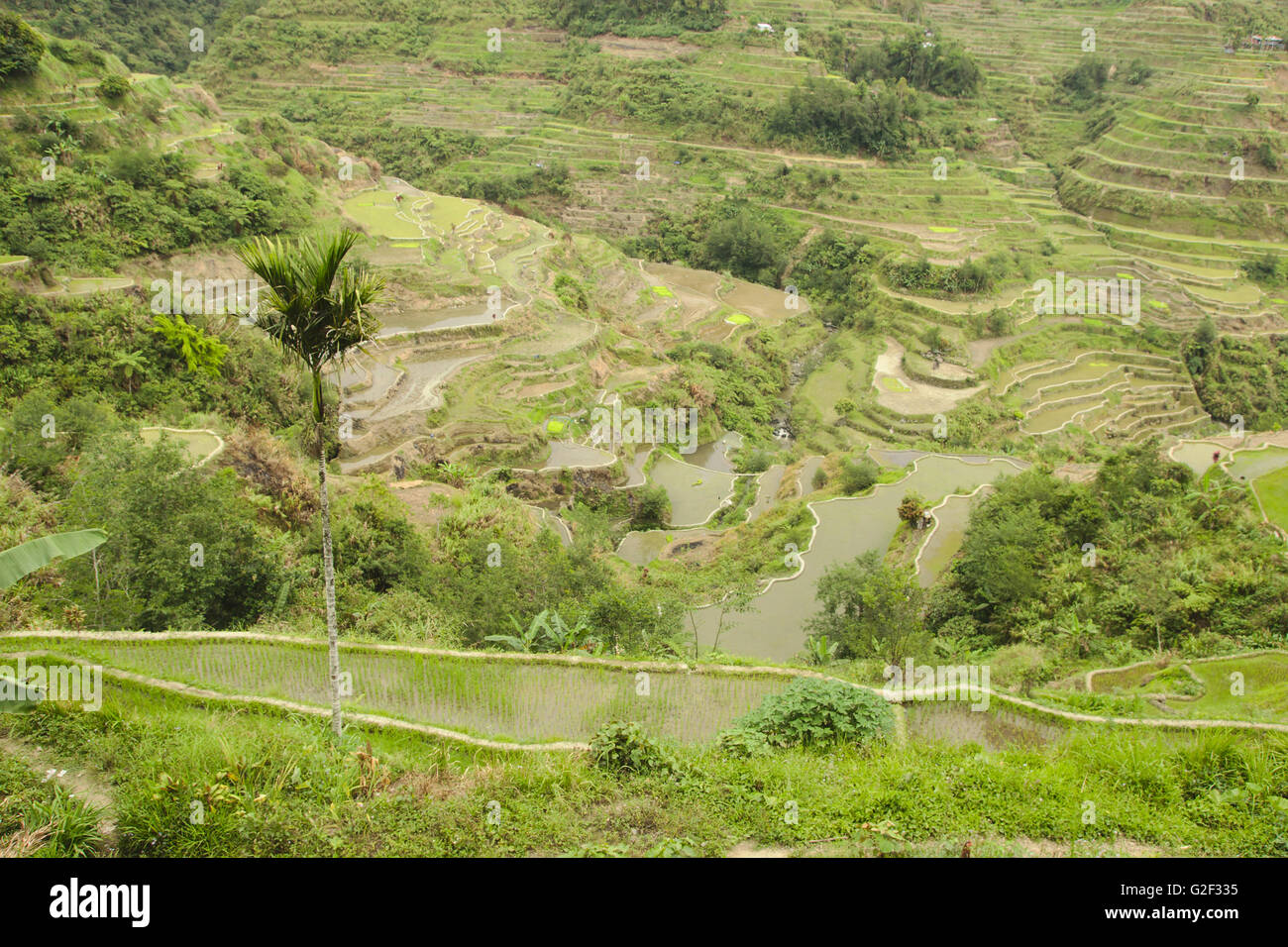 Ifugao Reisterrassen von Banaue Sicht im April, nördlichen Luzon, Philippinen Stockfoto
