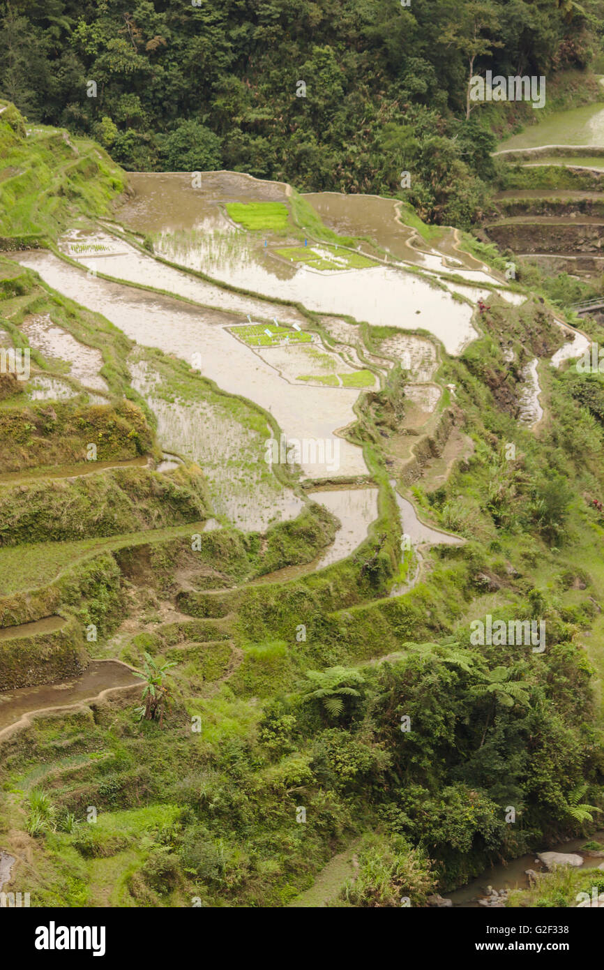 Ifugao Reisterrassen von Banaue Sicht im April, nördlichen Luzon, Philippinen Stockfoto
