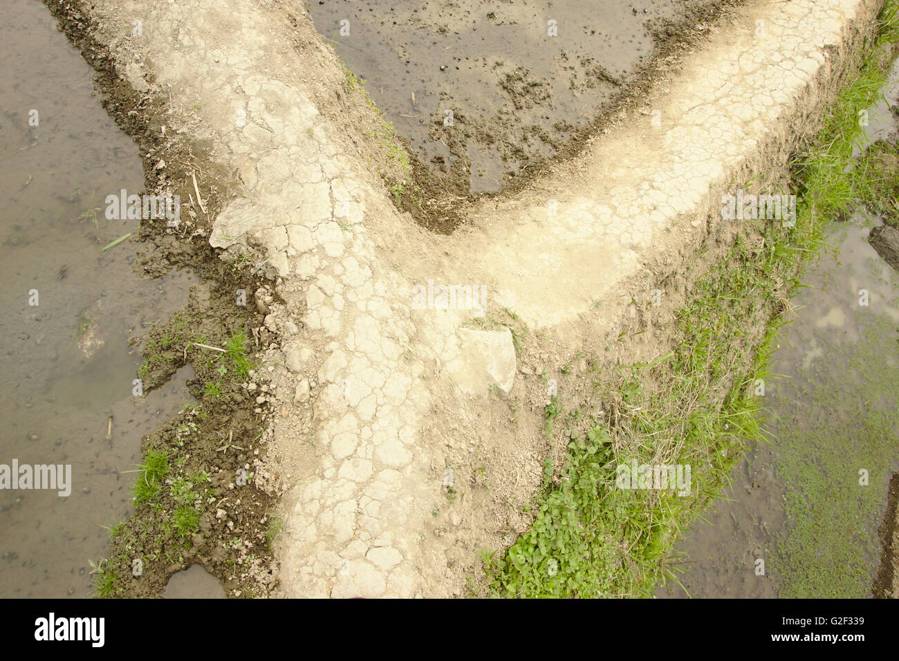 Detail der Dämme der Ifugao Reisterrassen bei Banaue, nördlichen Luzon, Philippinen Stockfoto