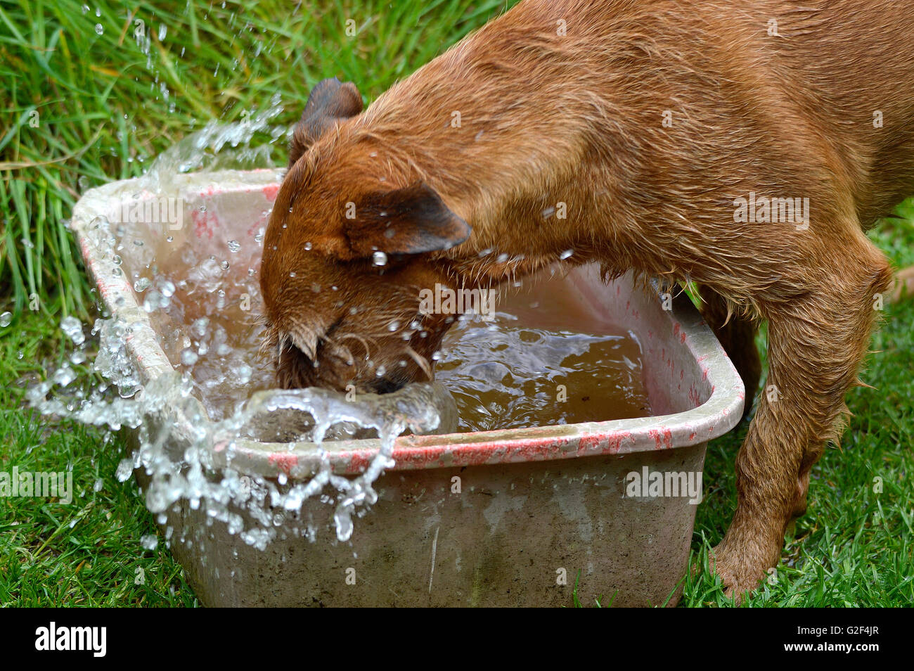 Eine kleine Terrier spielen und plantschen in eine Schüssel mit Wasser Stockfoto