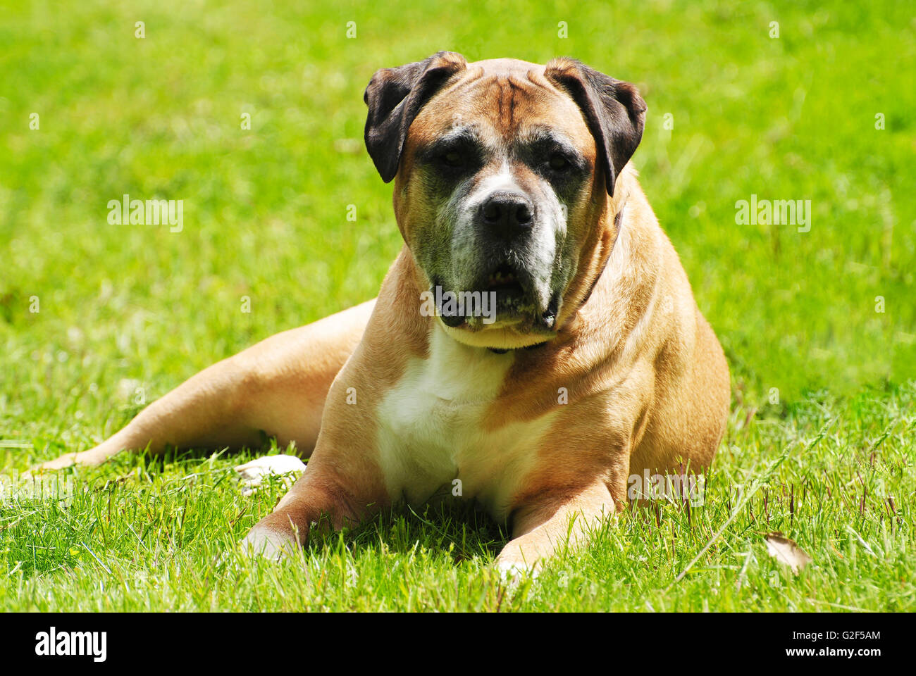 Alter Hund in der Sonne entspannen Stockfoto