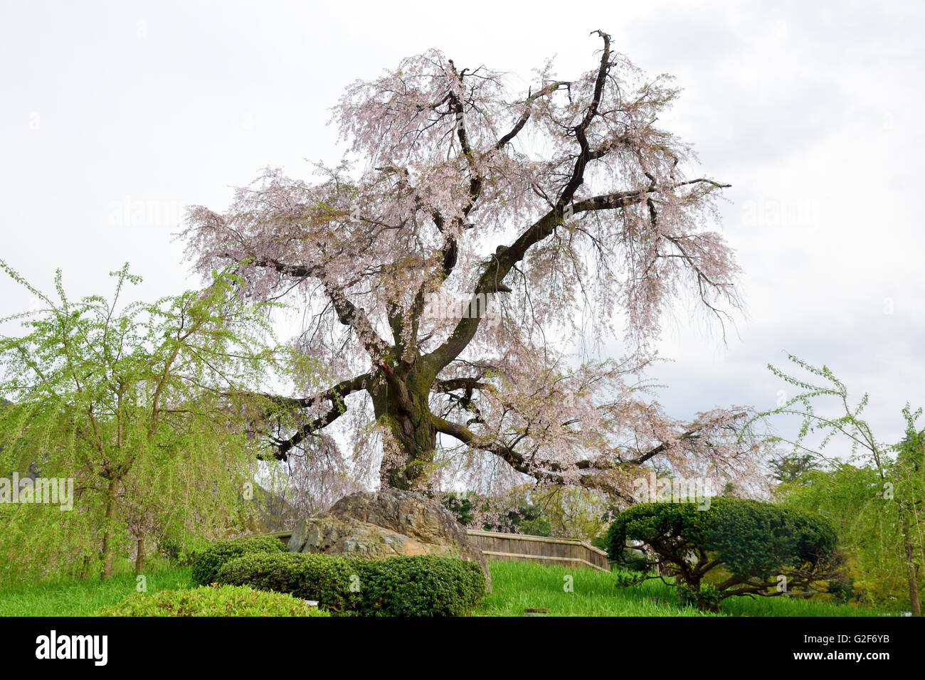 Weinender Kirschenbaum, Maruyama-Park Stockfoto