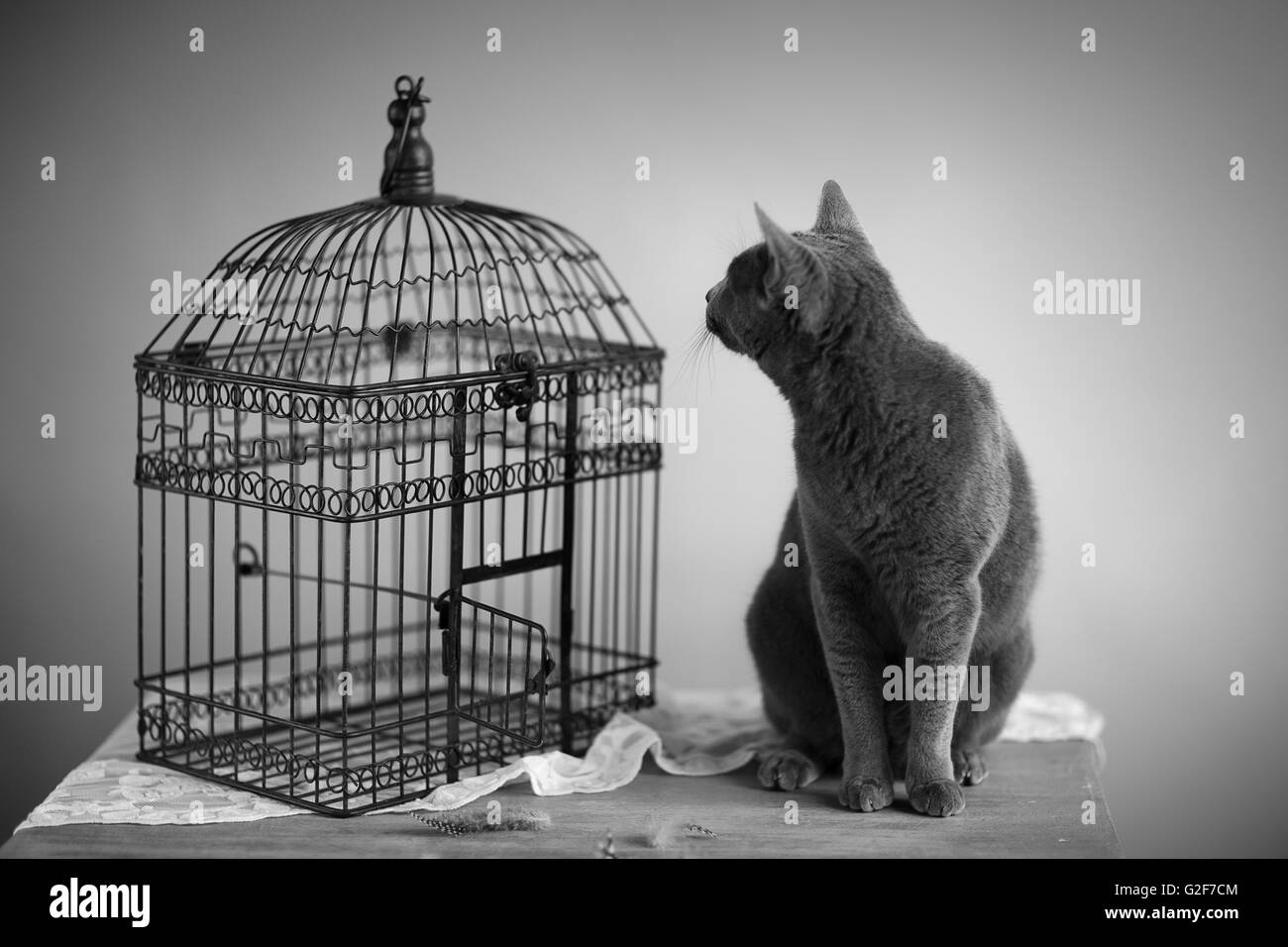 Katze auf der Suche nach Vogel in der Nähe von Käfig mit Federn auf Tisch Stockfoto