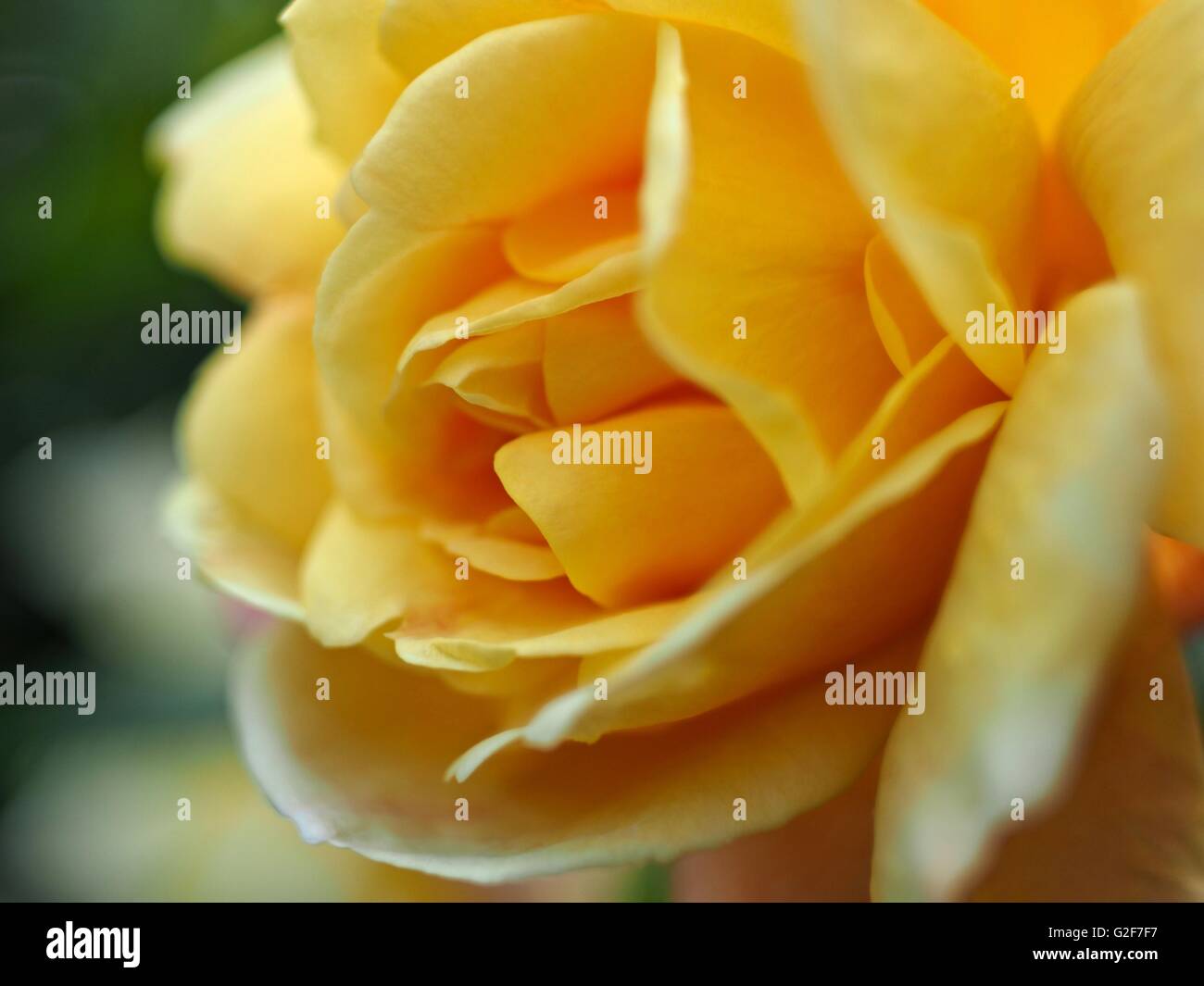 Gelbe rose Petal Zentren Stockfoto