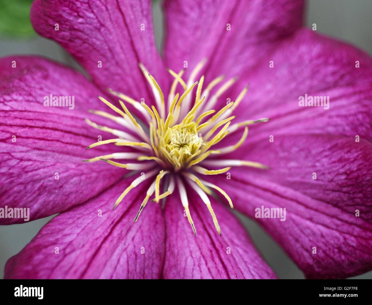 Lila Clematis Blüte mit gelber Mitte Staubblätter Stockfoto