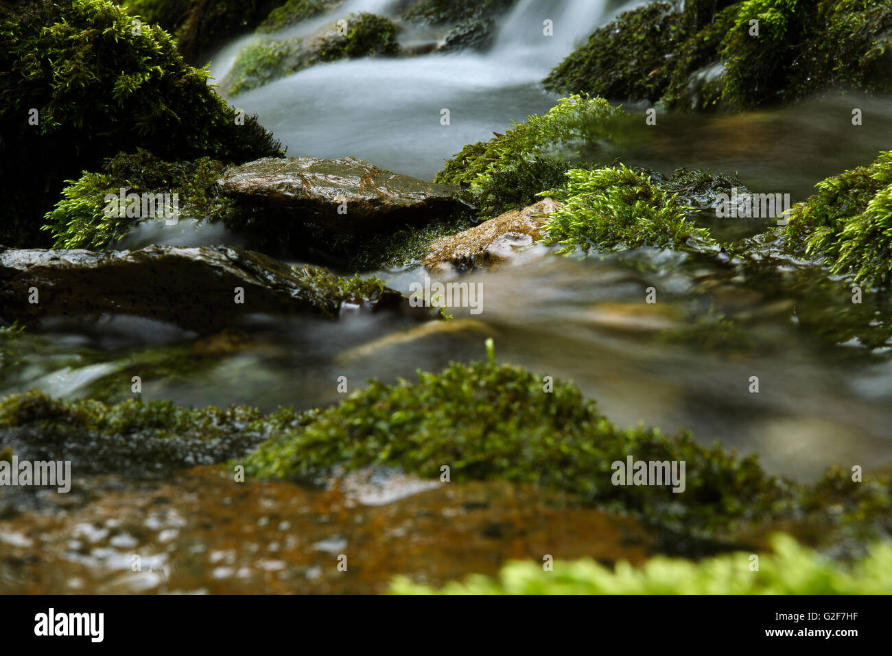 frisches Wasser fließt in einen kleinen klaren alpine Gebirgsbach Stockfoto