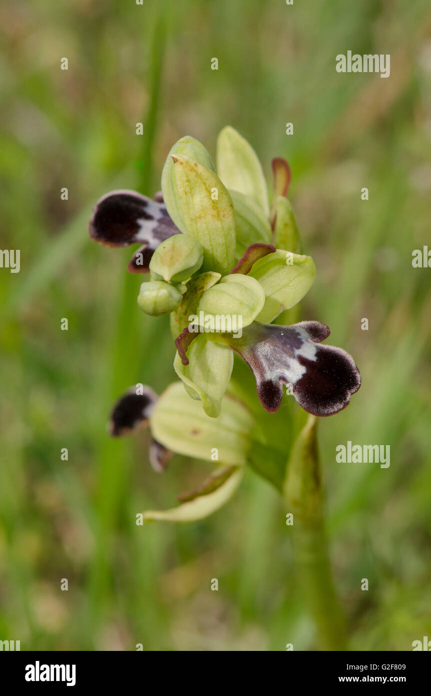 Düstere Bee-Orchidee, Ophrys Fusca Subspecies Dyris, Andalusien, Südspanien. Stockfoto