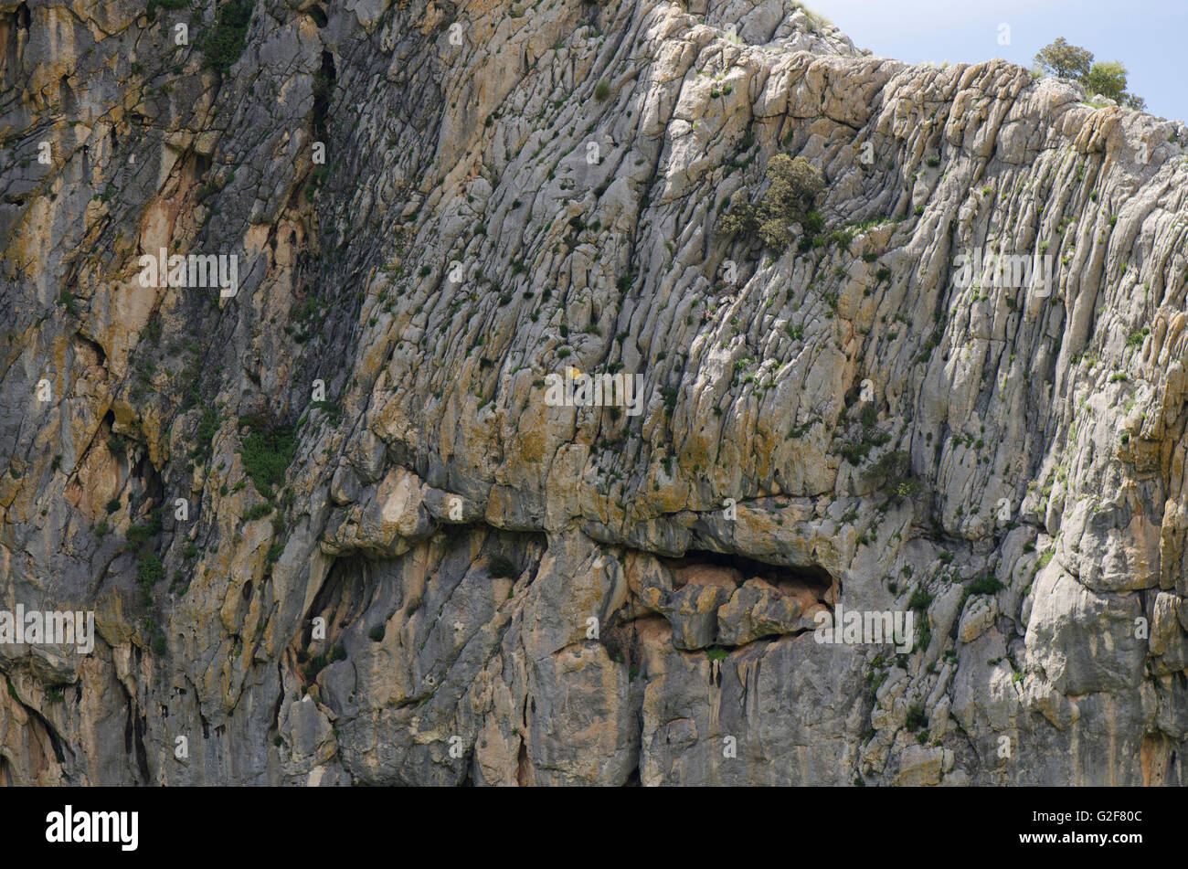 Mann, Kletterwand, Klettern, Kletterer am Seil, Sierra Los Camarolos, Andalusien, Südspanien. Stockfoto