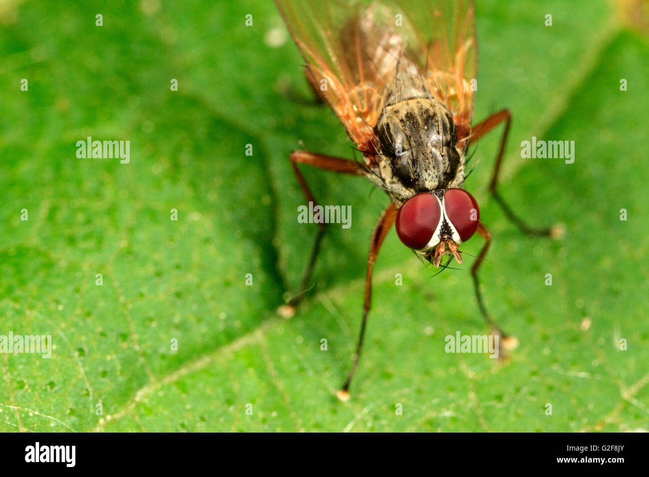 Anthomyiidae Root-Maggot fliegen (sp.) auf Blatt Stockfoto