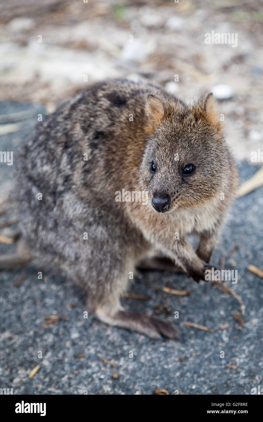 Das Quokka, Setonix Brachyurus, eine kleine Macropod auf Rottnest Island gefunden. Ein Beuteltier ist ein Pflanzenfresser nachtaktiv ist. Stockfoto