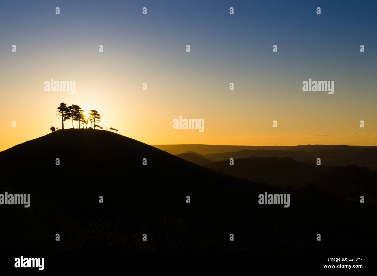 Colmers Hill, in der Nähe von Symondsbury, Dorset, UK, Pinien bei Sonnenaufgang. April. Stockfoto