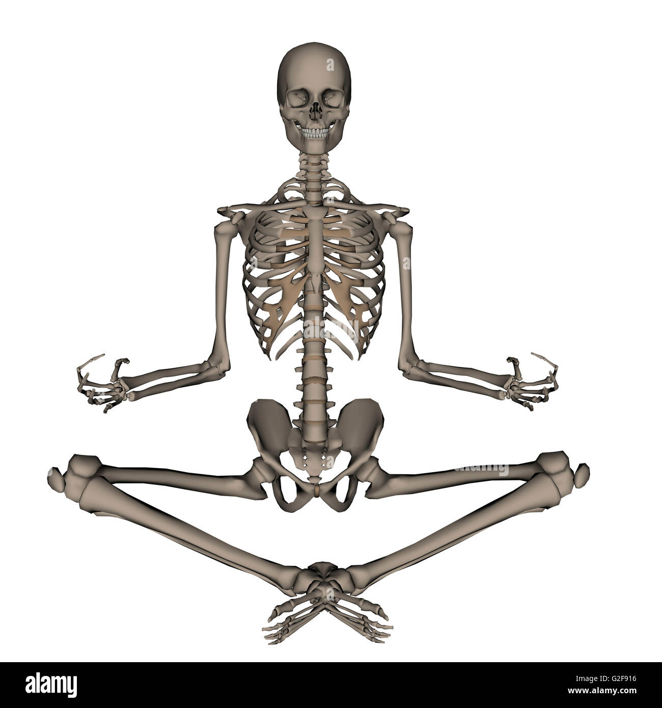 Vorderansicht des menschlichen Skeletts meditieren, isoliert auf weißem Hintergrund. Stockfoto