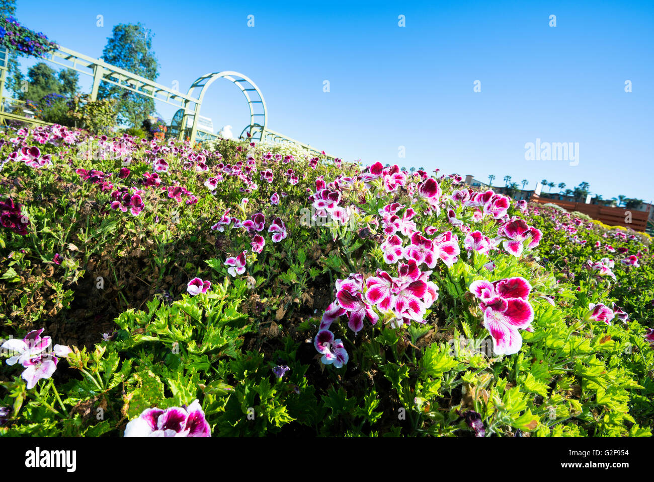 Im Frühling sind die Blumenfelder in San Diego Kalifornien in voller Blüte und lebendige Gärten säumen den gesamten Umfang Stockfoto