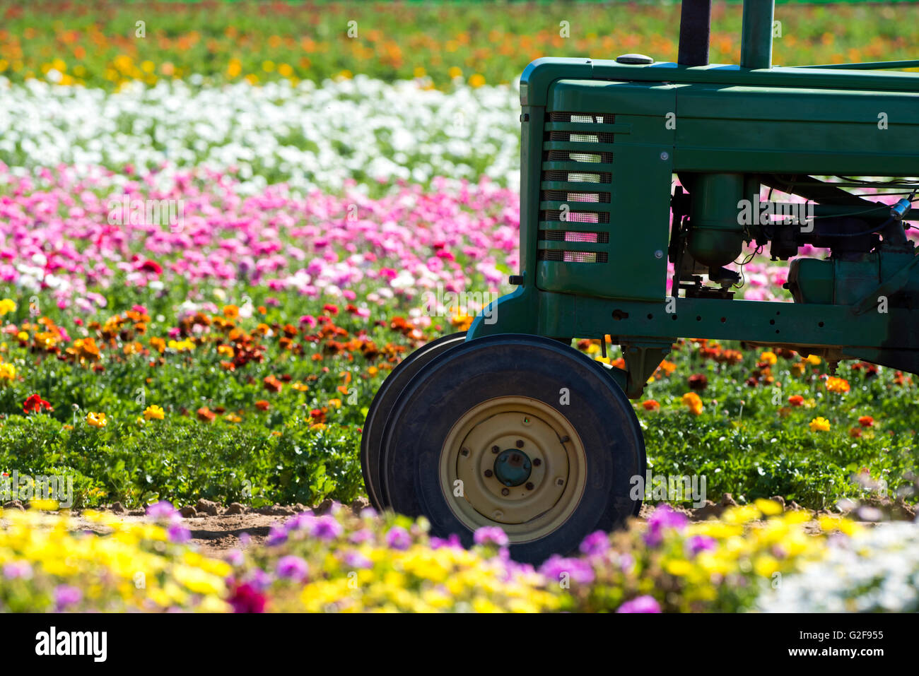 Ein Traktor in unter einer Reihe von Ranunculus Blumen in einem massiven Feld wird für die Blumenindustrie bewirtschaftet. Stockfoto