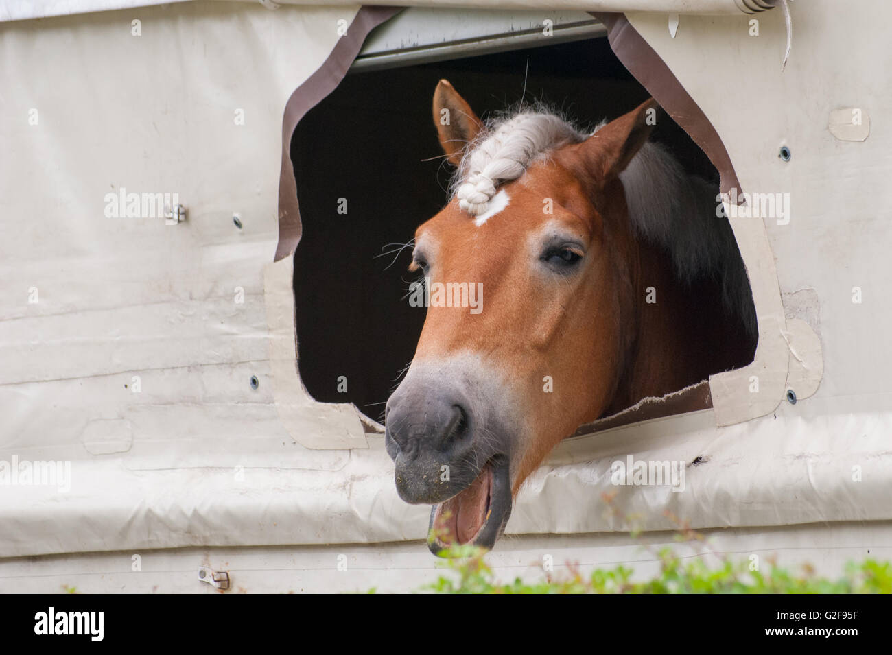Rennpferd aus stabilen Zelt suchen Stockfoto