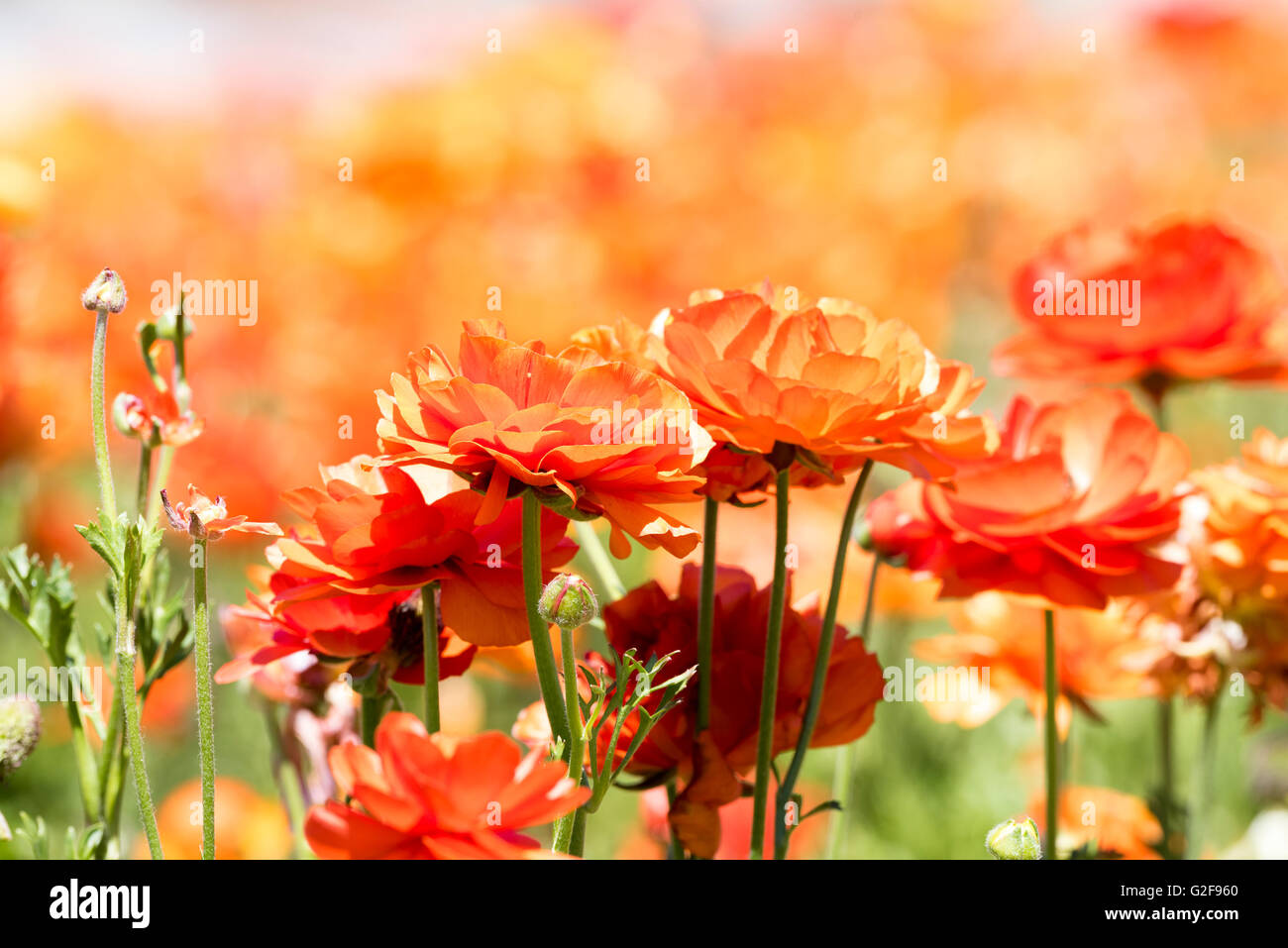 Eine orange Ranunkel Blume vor dem lebendigen Hintergrund tagsüber eine erstklassige Frühling umrahmt. FL Stockfoto