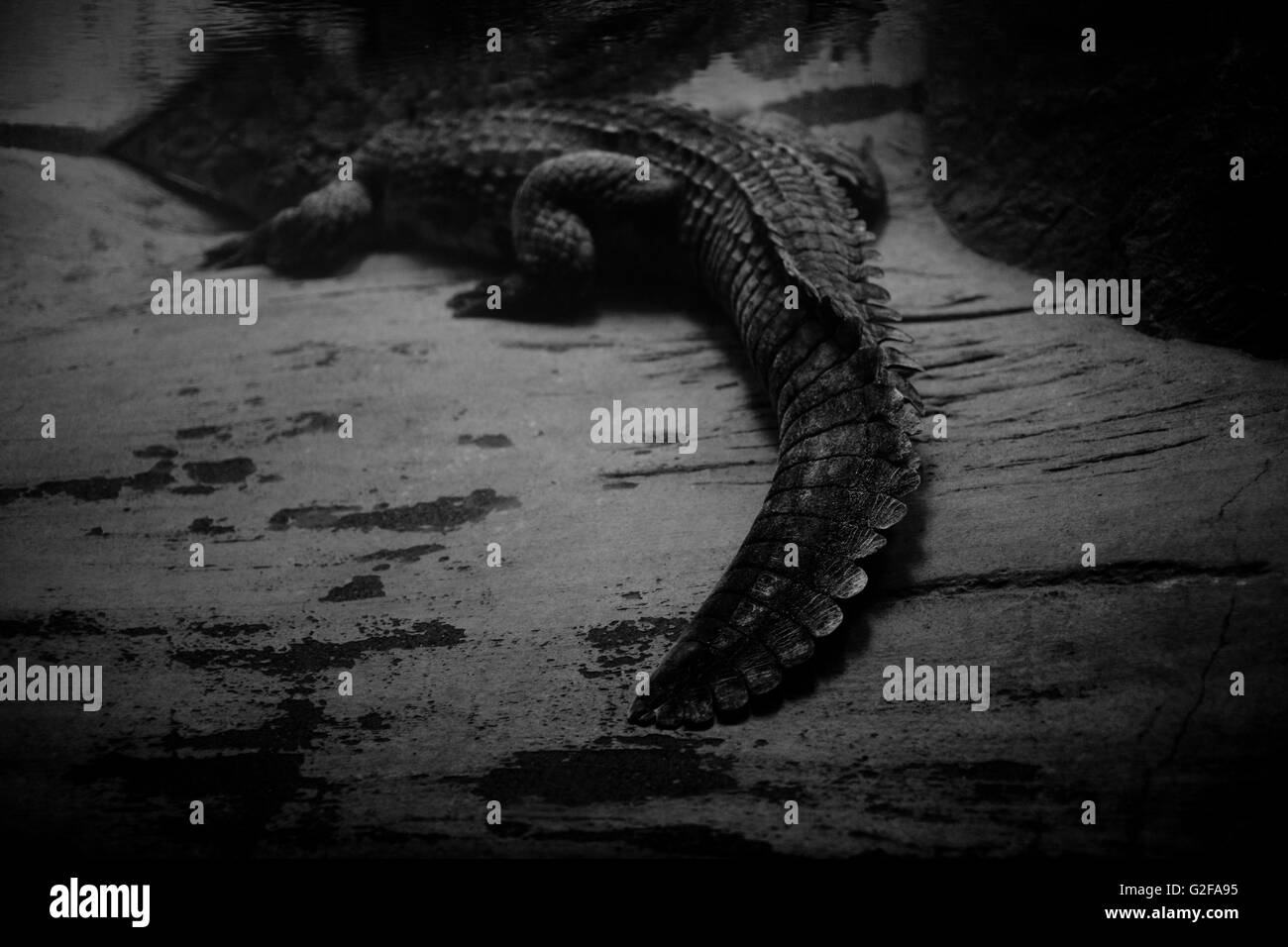 Krokodil unter Wasser Stockfoto